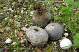 Zwartwordende bovist Engelenstede